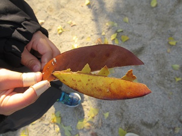 e5.jpg