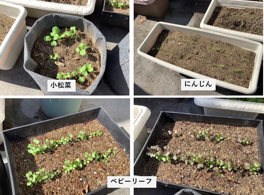 3年生の野菜作り【第3報】間引き編! | 広島文教大学